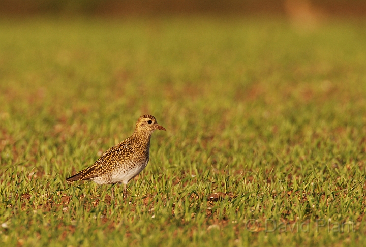 Golden plover - B.jpg - Golden plover in an arable field - Norfolk